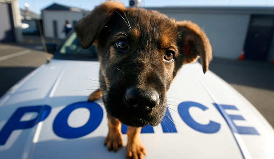 180 αστυνομικoί σκύλοι στην ΕΛ.ΑΣ.